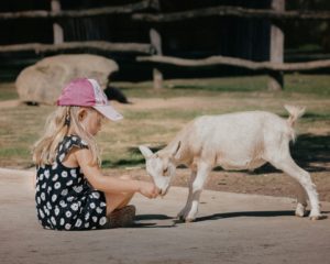 a little girl petting a goat